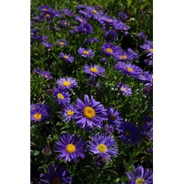 Aster alpinus 'Dunkle Schöne'