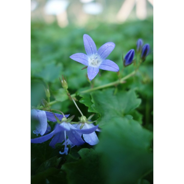 Petite Campanule - Campanula poscharskyana 'Glandore' - Description -