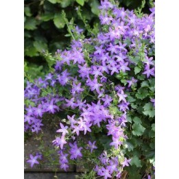 Campanule - Campanula poscharskyana 'Stella'
