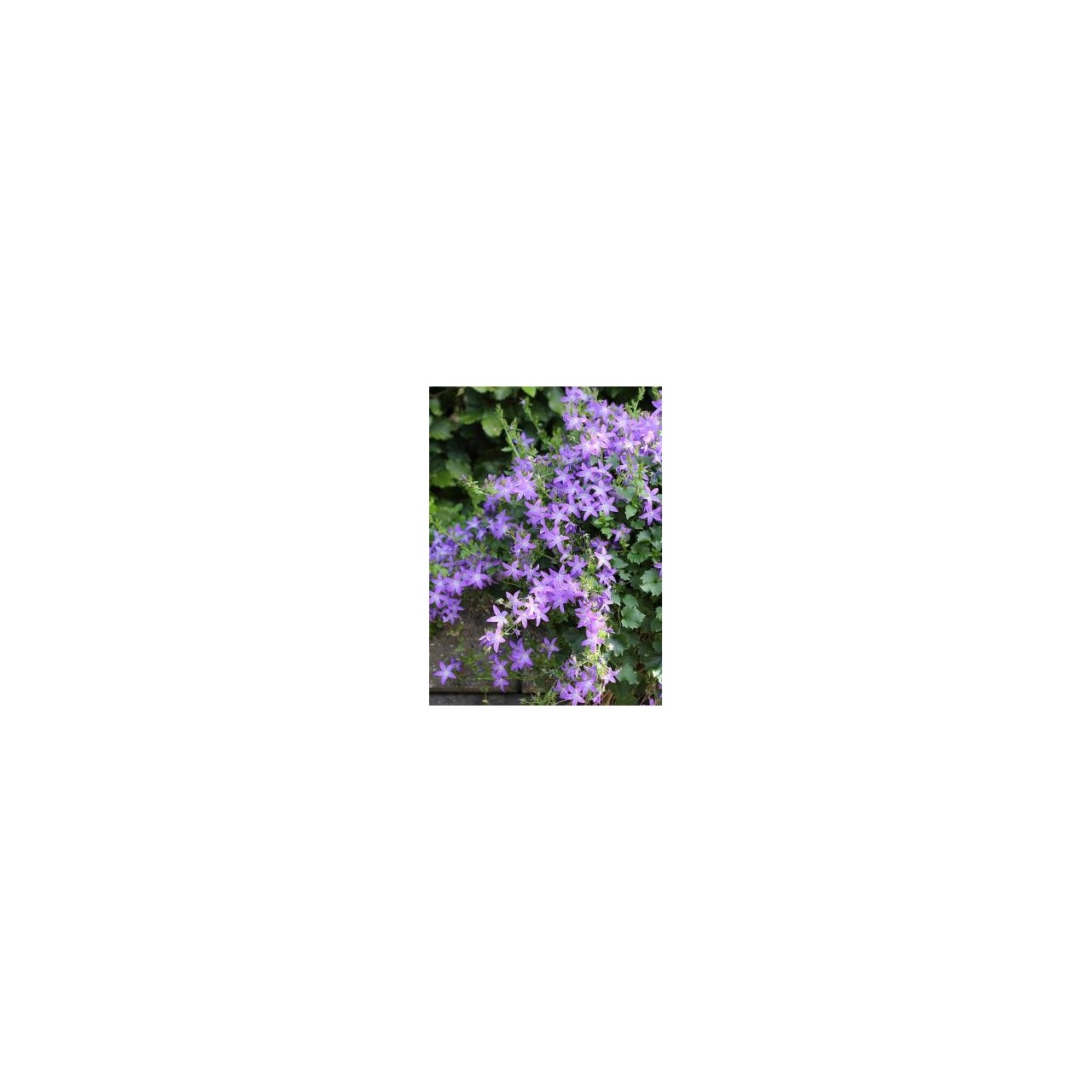 Campanule - Campanula poscharskyana 'Stella'