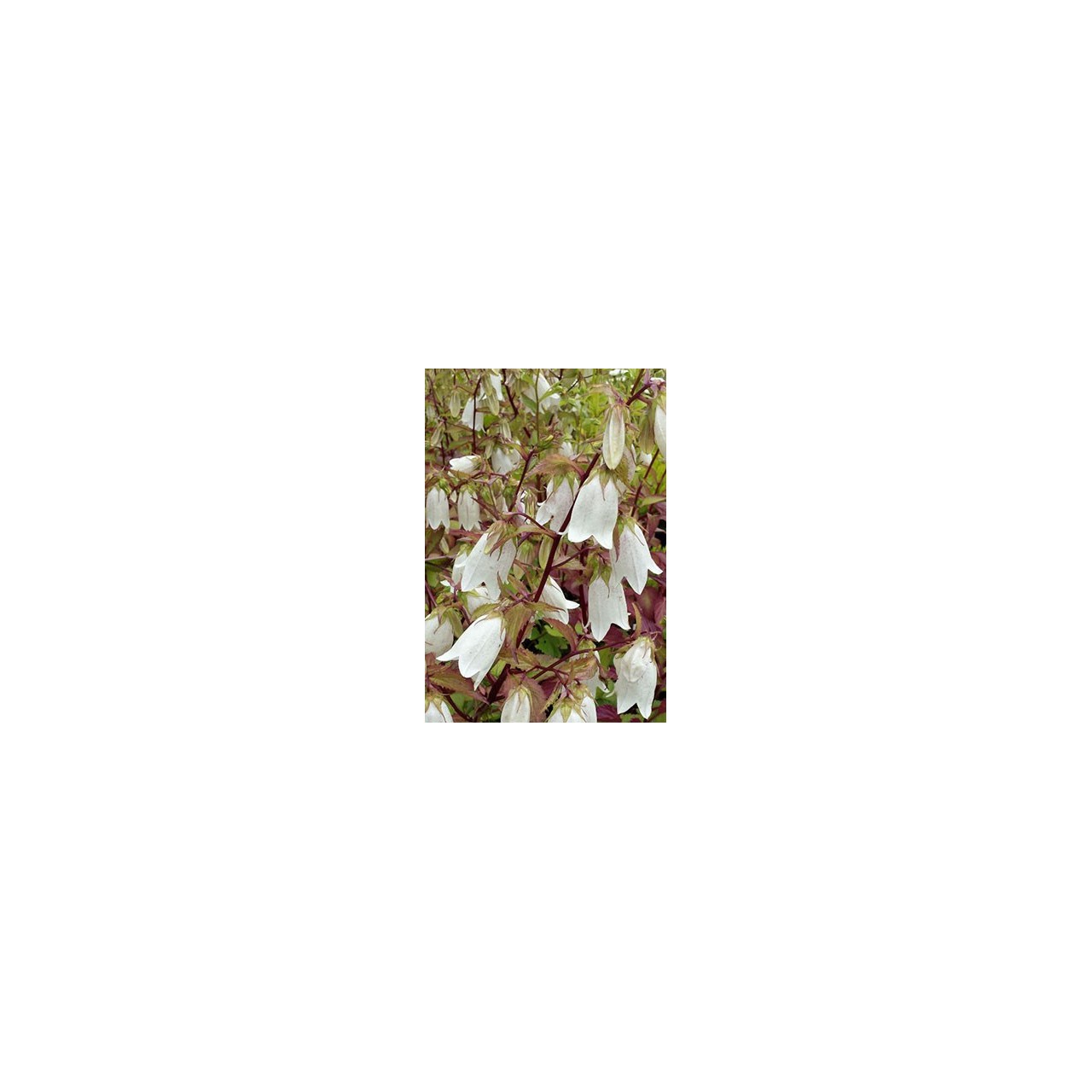Campanule - Campanula takesimana 'Alba'