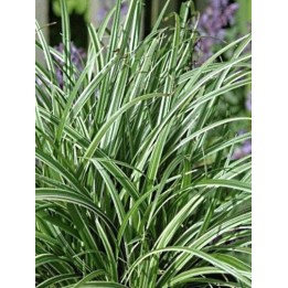 Carex 'Silver Scepter'