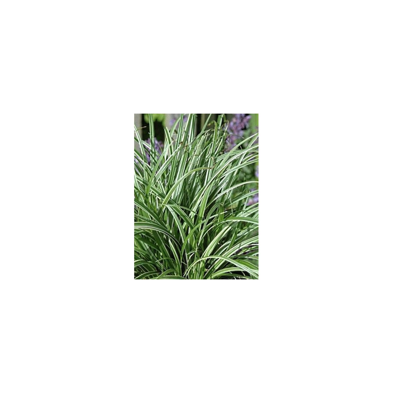 Carex 'Silver Scepter'