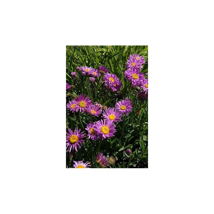 Vendangeuse - Aster alpinus 'Happy End'