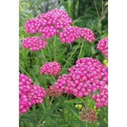 Achillée - Vente en ligne Achillea millefolium 'Cerise Queen'