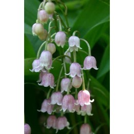 Muguet de Mai - Convallaria majalis 'Rosea'