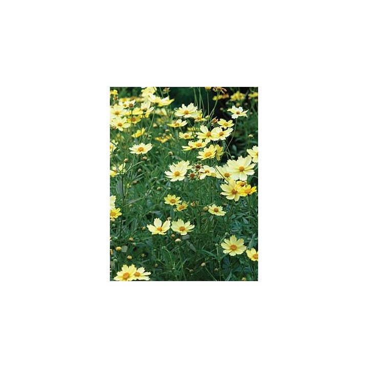 Coreopsis 'Full Moon'