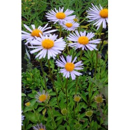 Aster tongoliensis 'Wartburgstern'