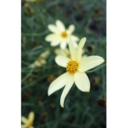Coreopsis 'Moonbeam'