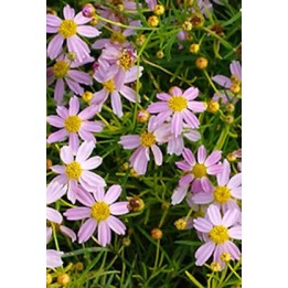 Coreopsis rosea 'Nana'