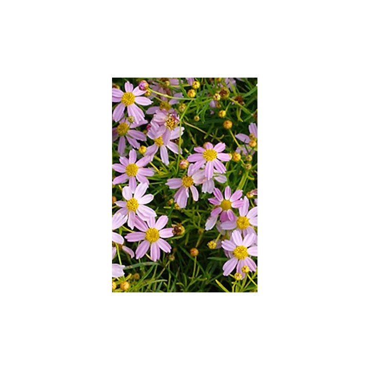 Coreopsis rosea 'Nana'
