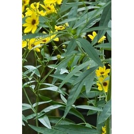 Coreopsis tripteris