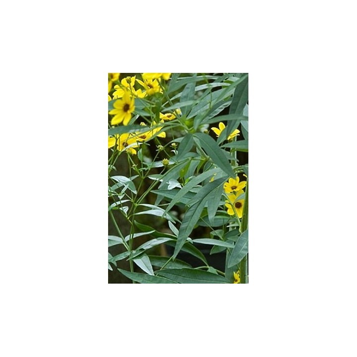 Coreopsis tripteris