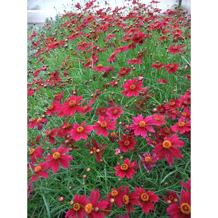 Coreopsis verticillata 'Limerock Ruby'
