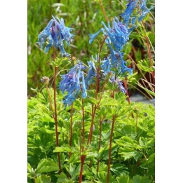 Corydalis 'Golden Spinners'