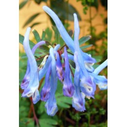 Corydalis flexuosa 'Père David'