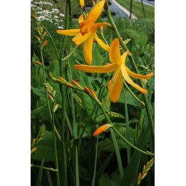 Montbrétia - Crocosmia 'Georges Davidson'