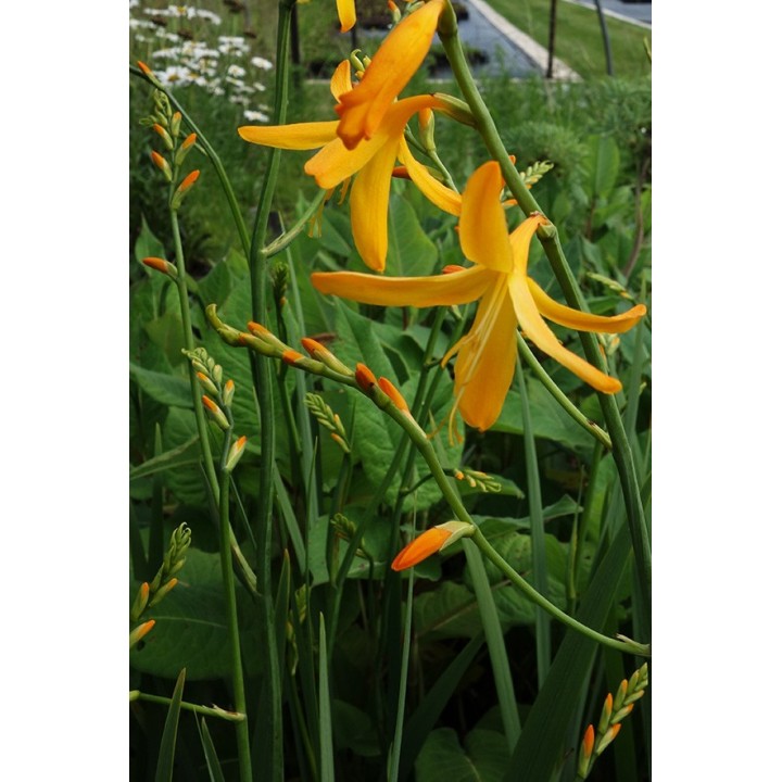 Montbrétia - Crocosmia 'Georges Davidson'