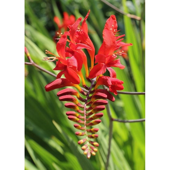 Montbrétia rouge - Crocosmia 'Lucifer'