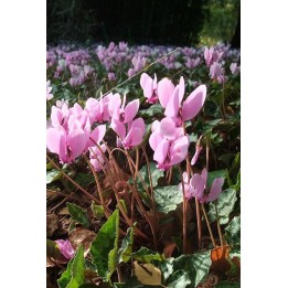 Cyclamen de Naples - Cyclamen hederifolium