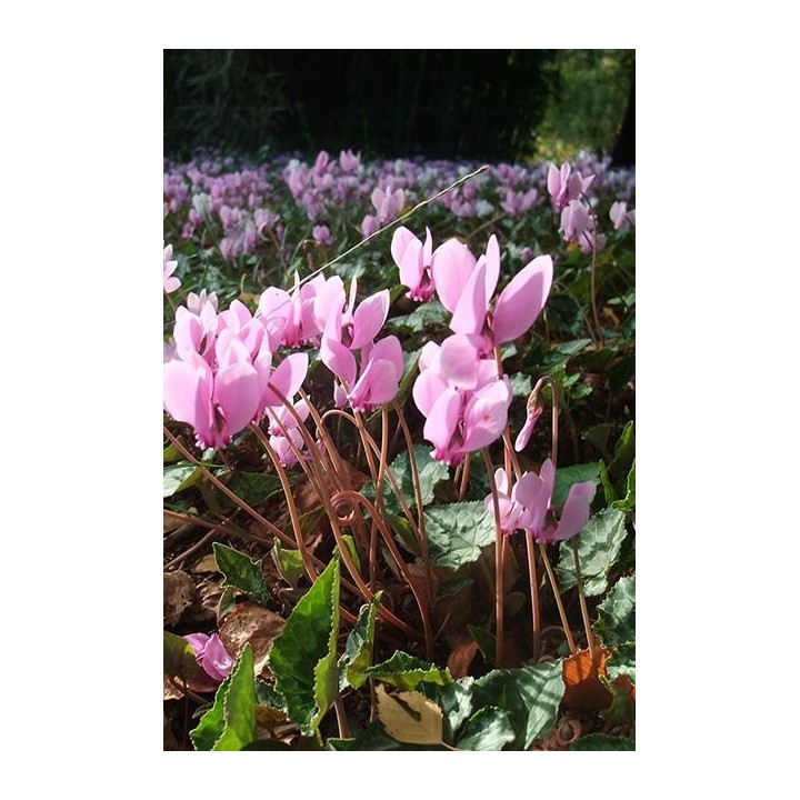 Cyclamen de Naples - Cyclamen hederifolium