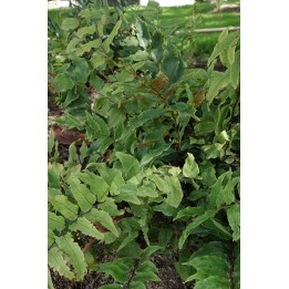 Cyrtomium de Fortune - Cyrtomium fortunei