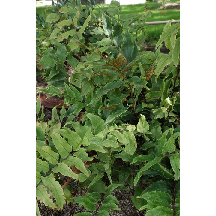Cyrtomium de Fortune - Cyrtomium fortunei