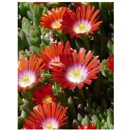 Ficoïde  - Delosperma dyei 'Red Mountain'