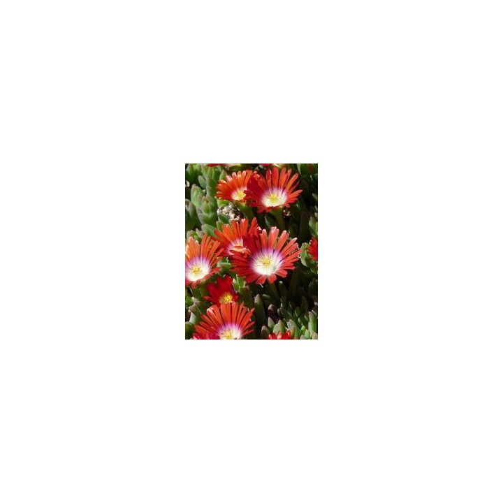 Ficoïde  - Delosperma dyei 'Red Mountain'