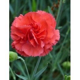 Oeillet mignardise - Dianthus 'Diana'