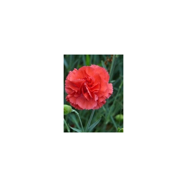 Oeillet mignardise - Dianthus 'Diana'
