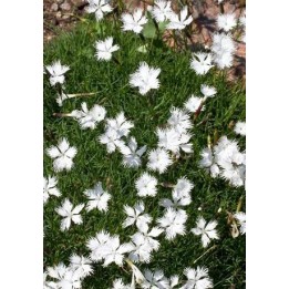 Œillet de pierre - Dianthus petraeus