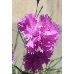 Oeillet mignardise - Dianthus plumarius 'Roodkapje'