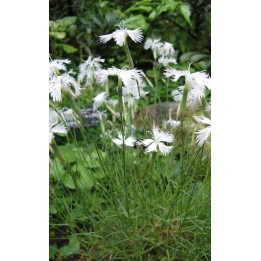 Oeillet - Dianthus strictus var. bebius