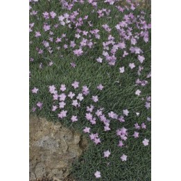 Oeillet - Dianthus subacaulis