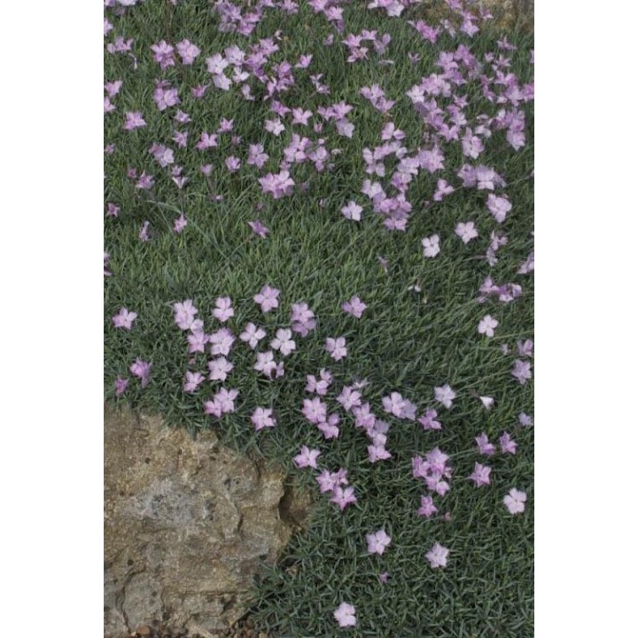 Oeillet - Dianthus subacaulis