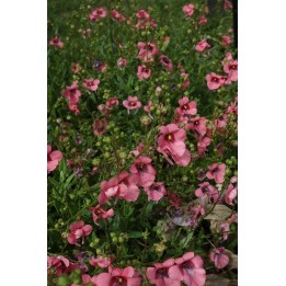 Diascia 'Hector's Hardy'