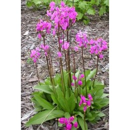 Dodecatheon jeffreyi