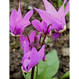 Dodecatheon media