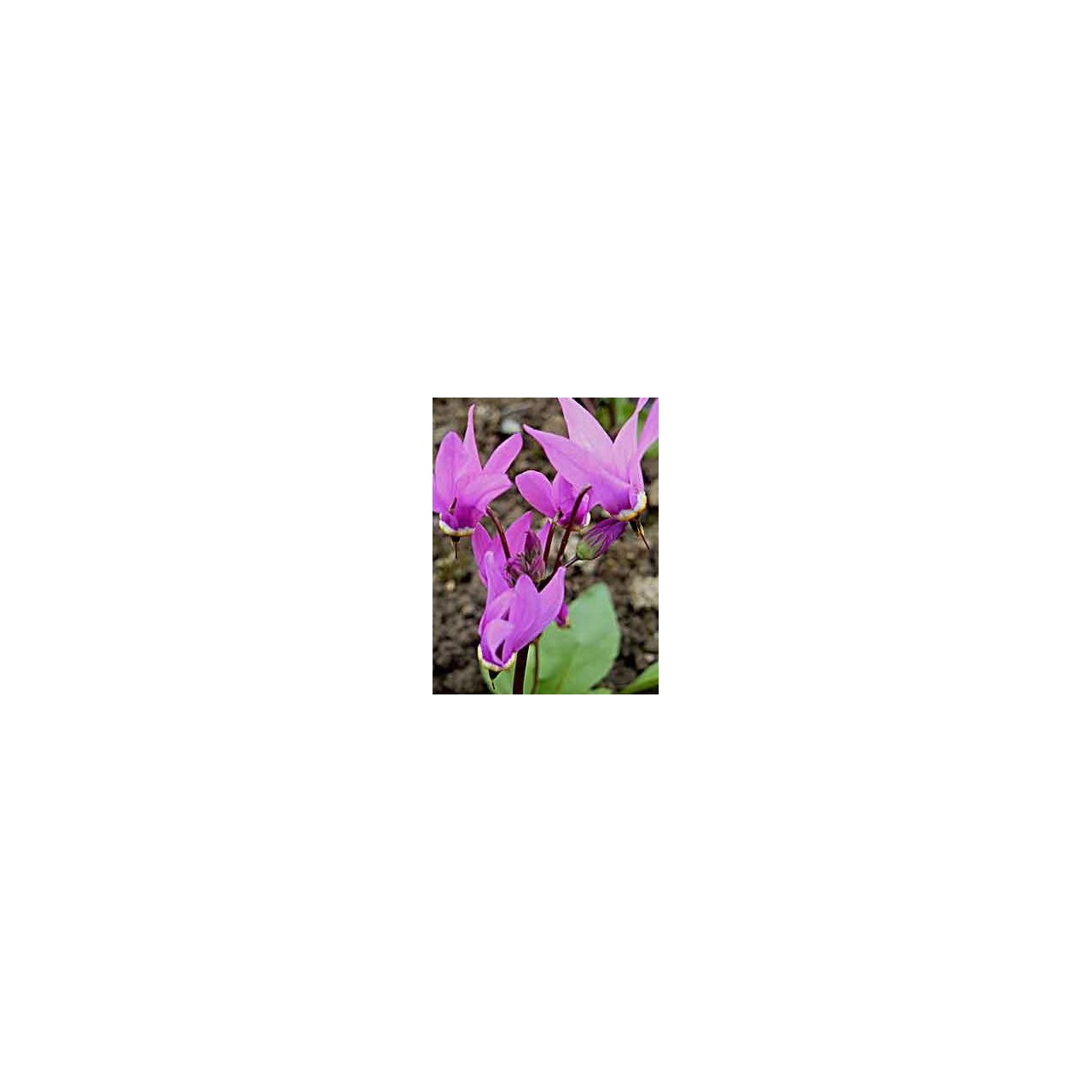 Dodecatheon media