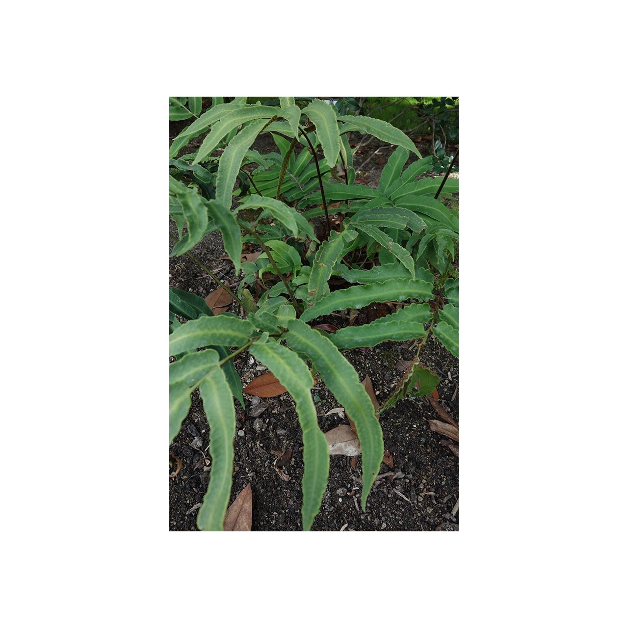 Fougère persistante - Dryopteris sieboldii
