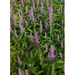 Elsholtzia stauntonii
