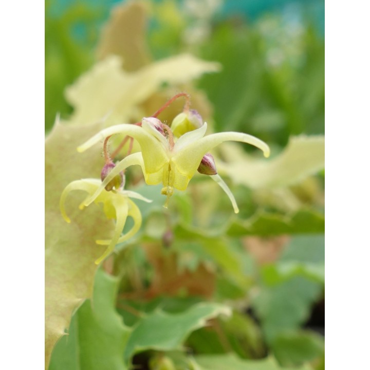 Fleur des Elfes - Epimedium 'Sphinx Twinkler'