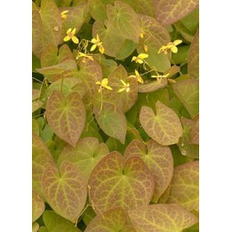 Fleur des Elfes - Epimedium pinnatum