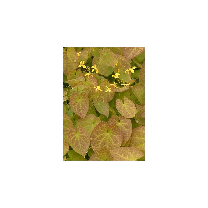 Fleur des Elfes - Epimedium pinnatum