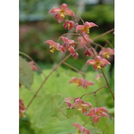 Fleur des Elfes - Epimedium x cantabrigiense