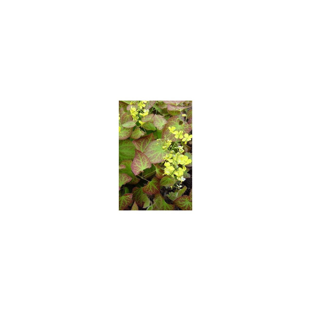 Fleur des Elfes - Epimedium x perralchicum 'Fronleiten'
