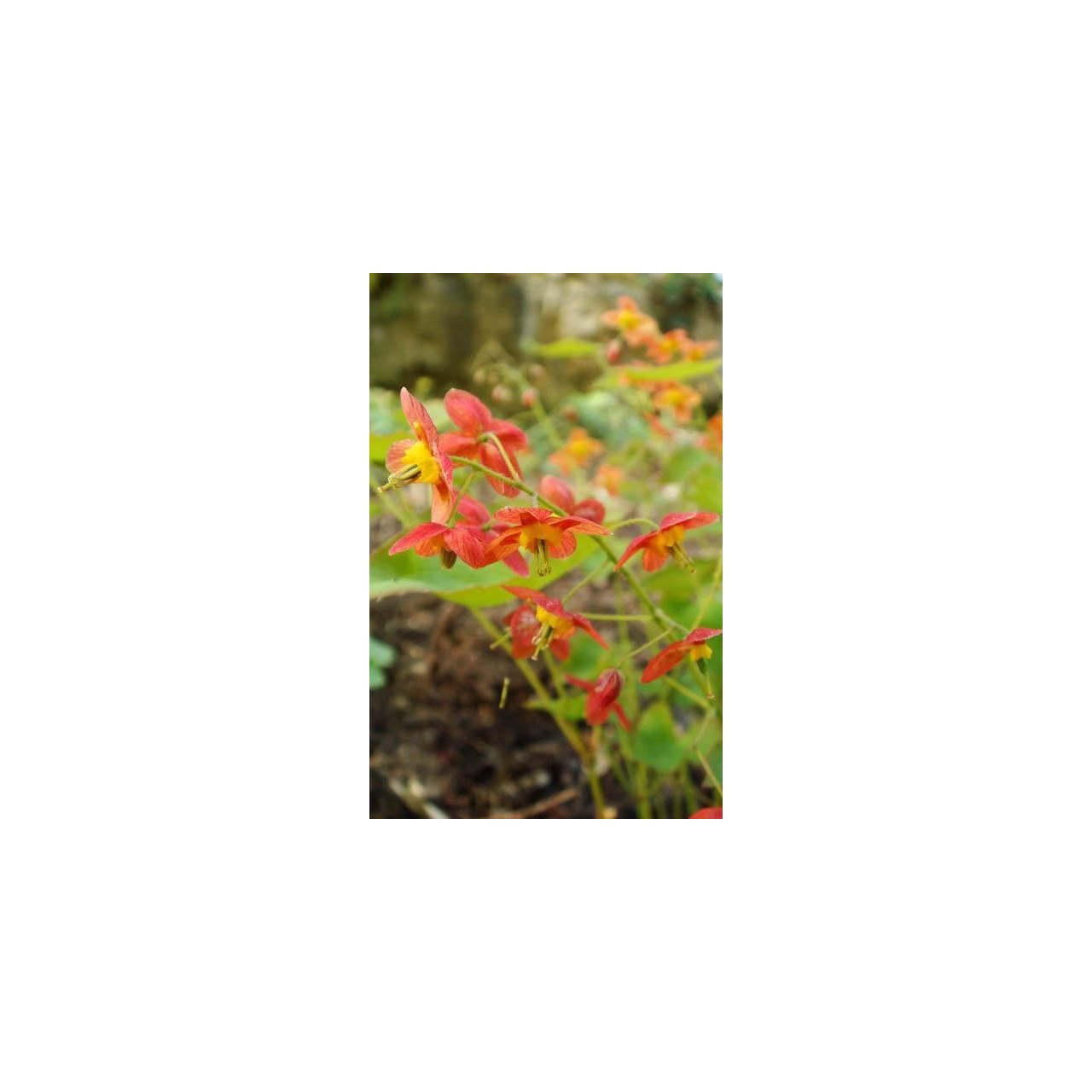 Fleur des Elfes - Epimedium x warleyense 'Orangekönigin'