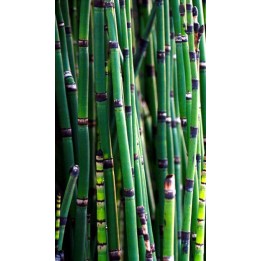 Prêle géante - Equisetum camtschatcense