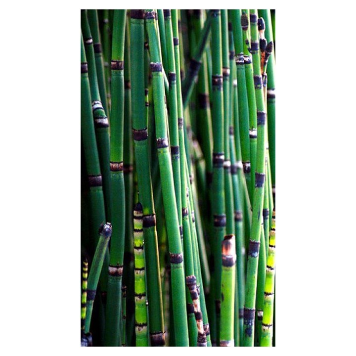 Prêle géante - Equisetum camtschatcense